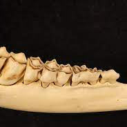 The Influence of AntlerXtreme All-N-One Supplement Feeding on Whitetail Deer Aging Estimation